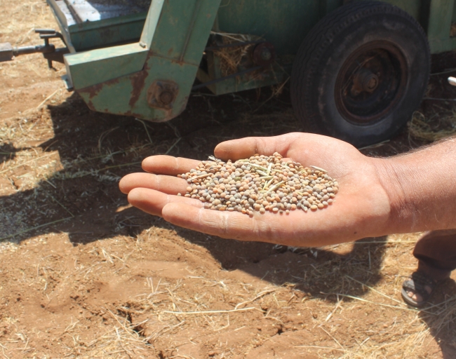 Şanlıurfa'da kırmızı mercimekte yüksek rekolte beklentisi