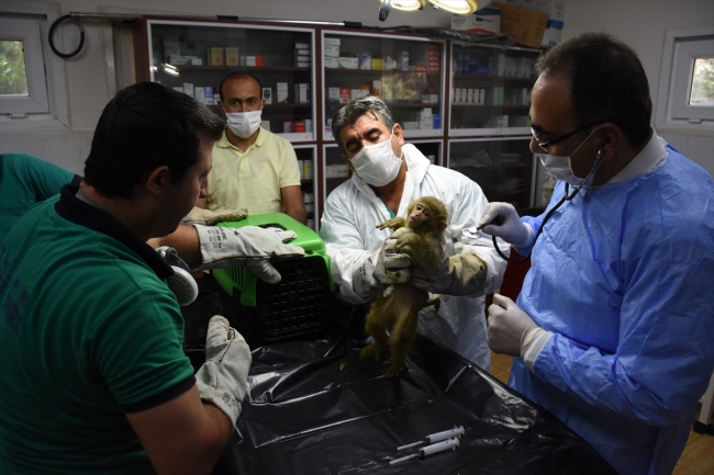 Ağrı'da yakalanan 4 yavru maymun koruma altına alındı