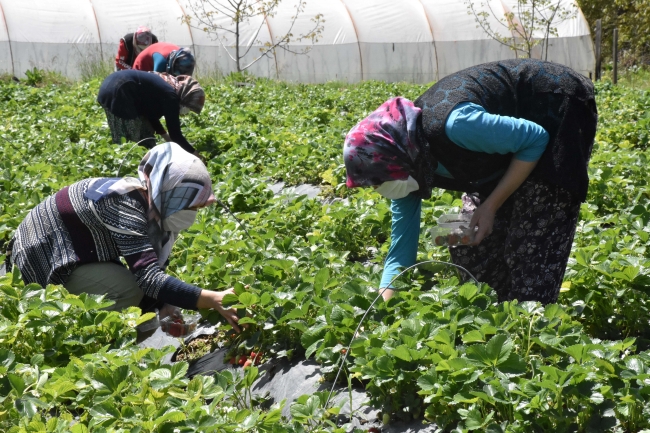 "Vali Hanım Çileği" Muğlalı kadınlara gelir oldu