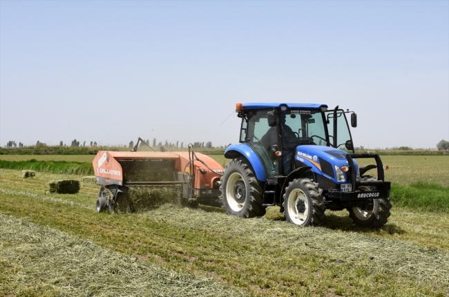 Yerli tohum süt verimini 5 litreye kadar artırdı