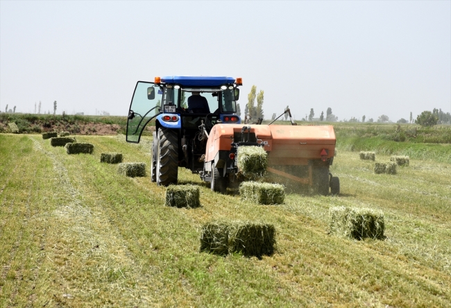 Yerli tohum süt verimini 5 litreye kadar artırdı