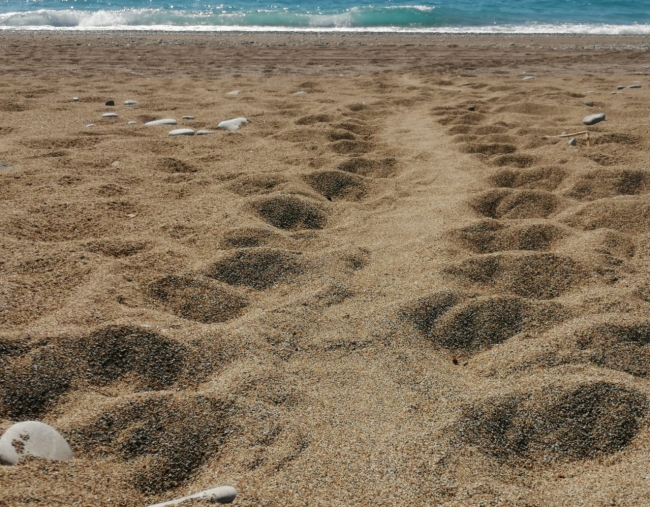 Koronavirüs tedbirleri caretta carettalara yaradı