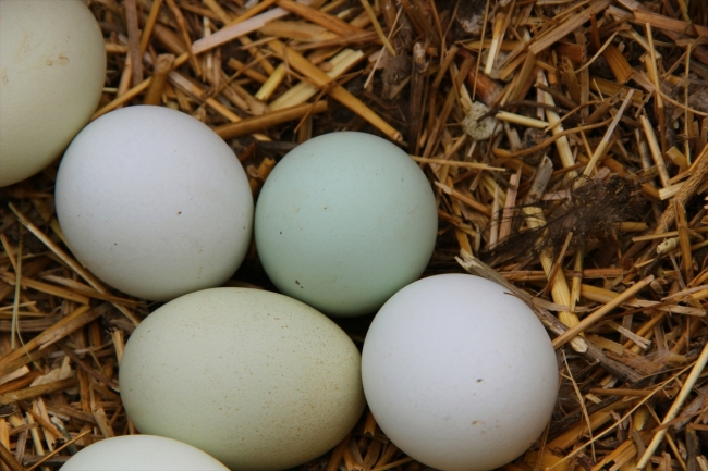 'Mavi yumurta' talebine yetişemiyor
