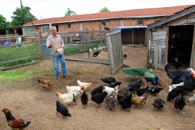 'Mavi yumurta' talebine yetişemiyor
