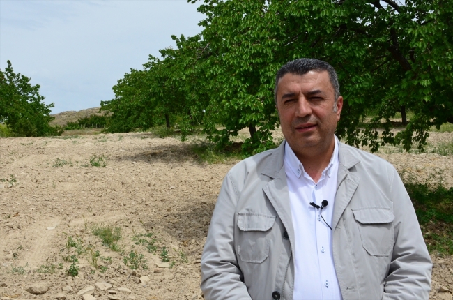 Normalleşme ile kuru kayısı ihracatında artış bekleniyor