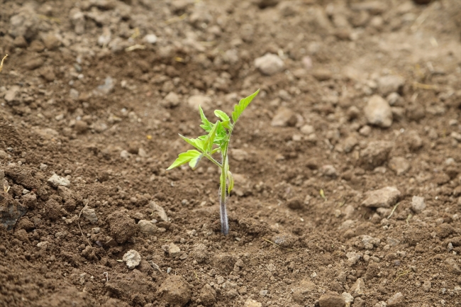 Bingöl'de yerli tohumlar toprakla buluştu