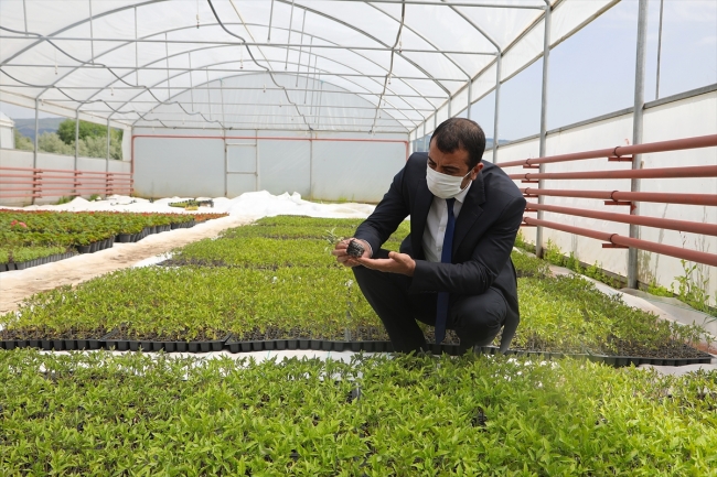 Bingöl'de yerli tohumlar toprakla buluştu