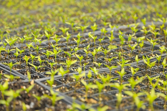 Bingöl'de yerli tohumlar toprakla buluştu