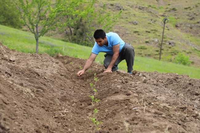 Bingöl'de yerli tohumlar toprakla buluştu