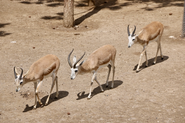 Eskişehir Hayvanat Bahçesi ve Sualtı Dünyası ziyarete hazır