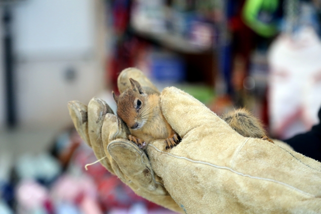 Muğla'da saçmayla yaralanan sincap tedaviye alındı