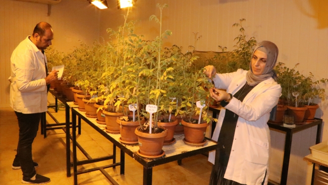 Yerli domatesler verim için zorlu testlerden geçiriliyor