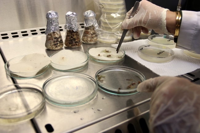 Yerli domatesler verim için zorlu testlerden geçiriliyor