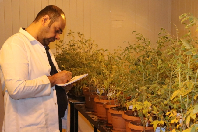 Yerli domatesler verim için zorlu testlerden geçiriliyor