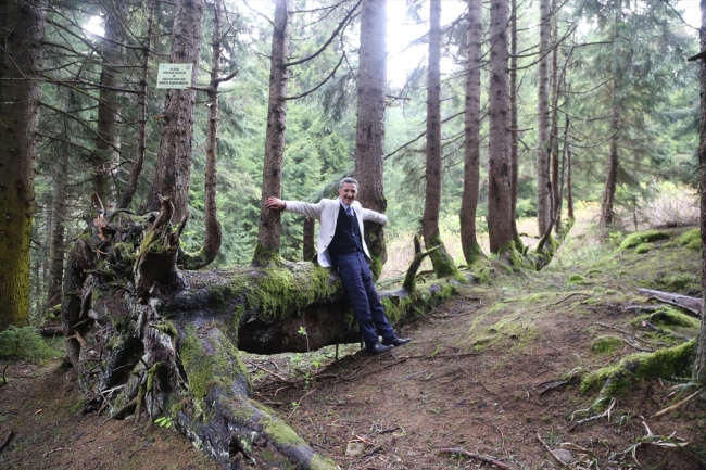 Gövdesinden 18 ağaç yetişen ladin ağacı ziyarete açılacak