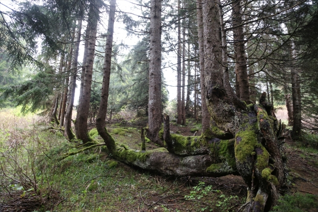Gövdesinden 18 ağaç yetişen ladin ağacı ziyarete açılacak