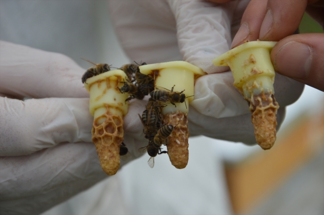 'Sakarya' ırkı arıların bal verimini artırması hedefleniyor