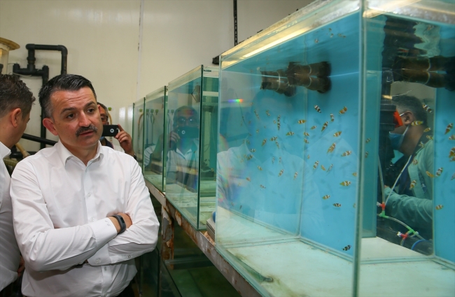 Bakan Pakdemirli: Su ürünleri sektörümüz yara almadan pandemiyi geçti