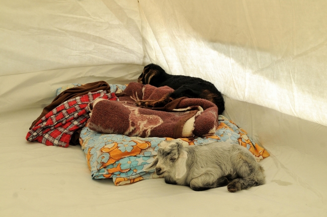 Depremde anneleri telef olan oğlaklar biberonla hayata bağlandı