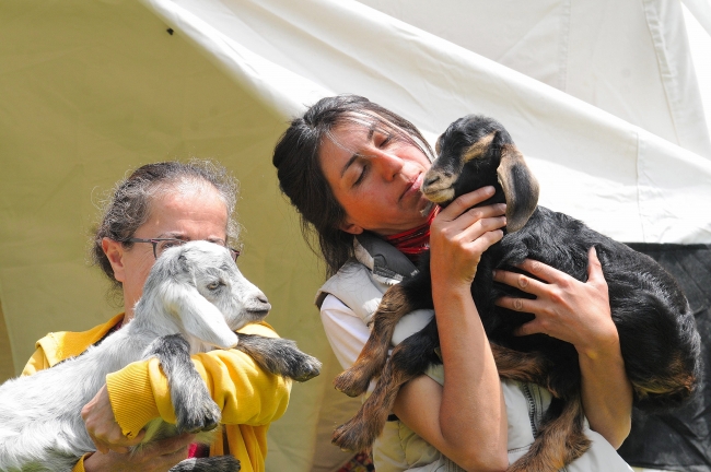Depremde anneleri telef olan oğlaklar biberonla hayata bağlandı