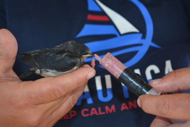 Teknesine yuva yapan kırlangıçlara 'babalık' yapıyor