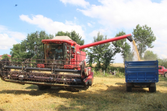 Bafra Ovası'nda buğday hasadı başladı