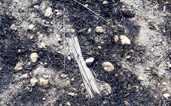 Urla'daki yangının sebebi belli oldu: 1 şüpheli gözaltında