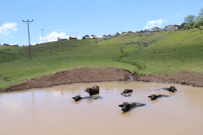 Ordu'nun yaylalarına manda göletleri oluşturuldu