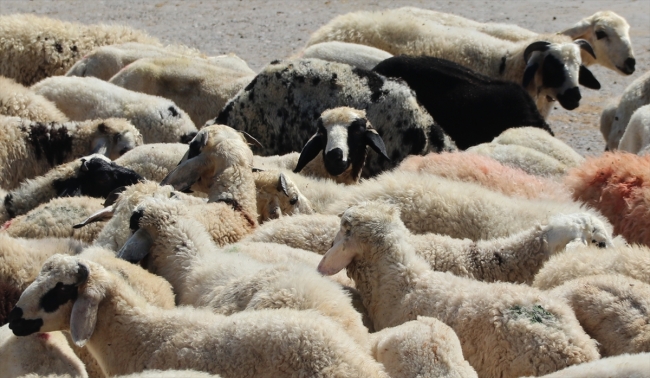 Diyarbakır Canlı Hayvan Borsası yeniden hizmete açıldı