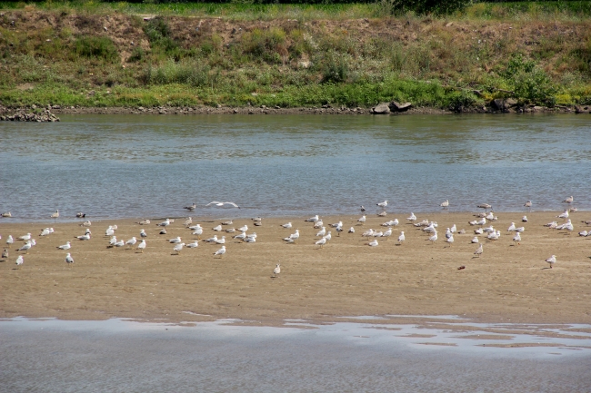 Sıcak hava Meriç Nehri'nin debisini düşürdü
