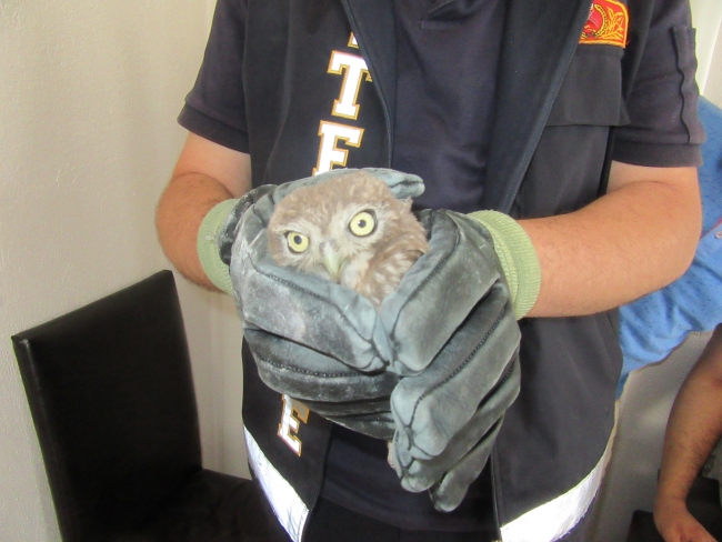 Bacalara sıkışan yavru baykuşları itfaiye kurtardı