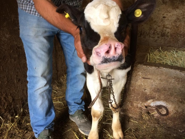 4 burun deliği olan buzağı şaşkınlık yarattı