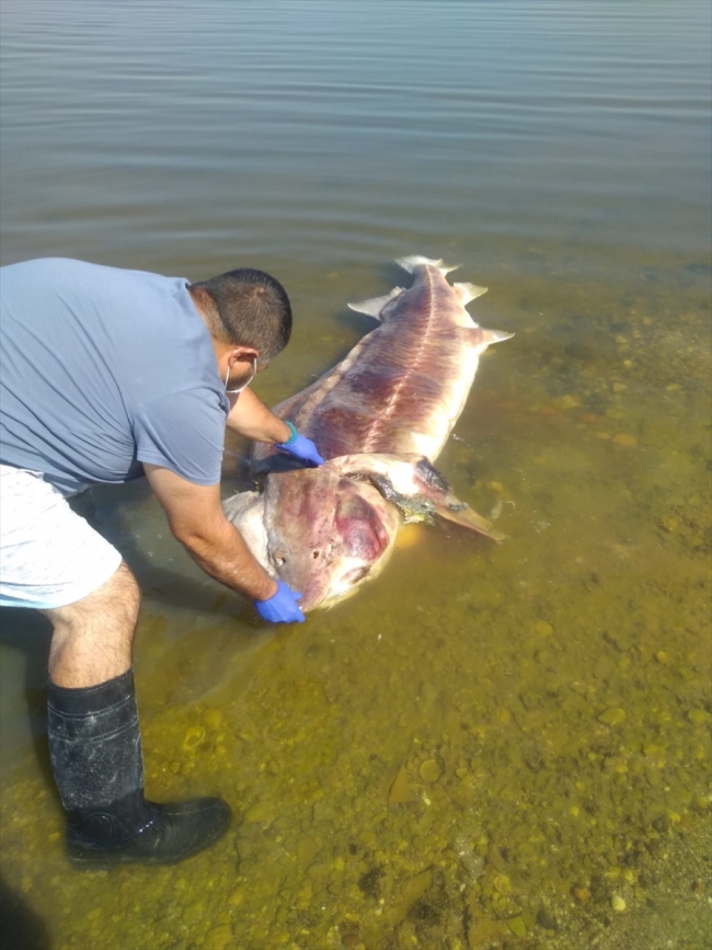Küçükçekmece Gölü'nde 2,5 metrelik mersin balığı ölü bulundu