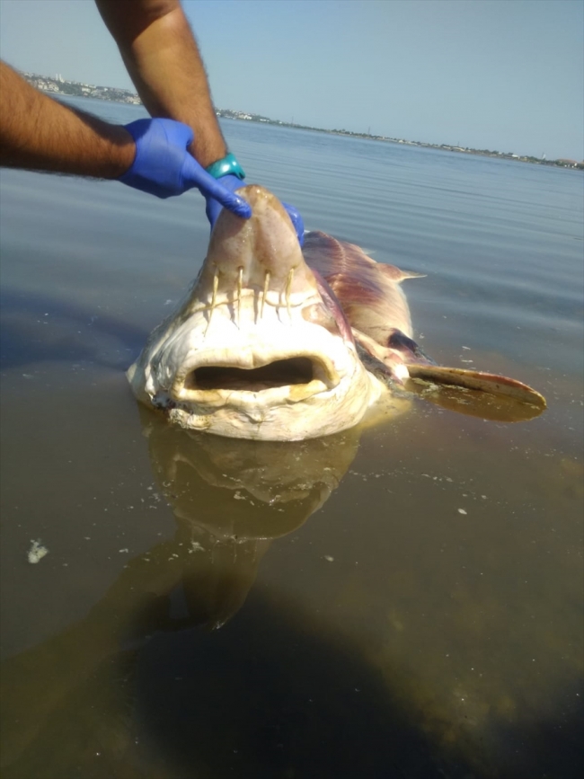 Küçükçekmece Gölü'nde 2,5 metrelik mersin balığı ölü bulundu