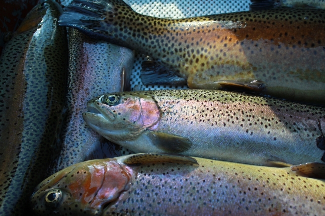 Sivas'ta yeni bir bakteri türü keşfedildi: Pseudomonas sivasensis