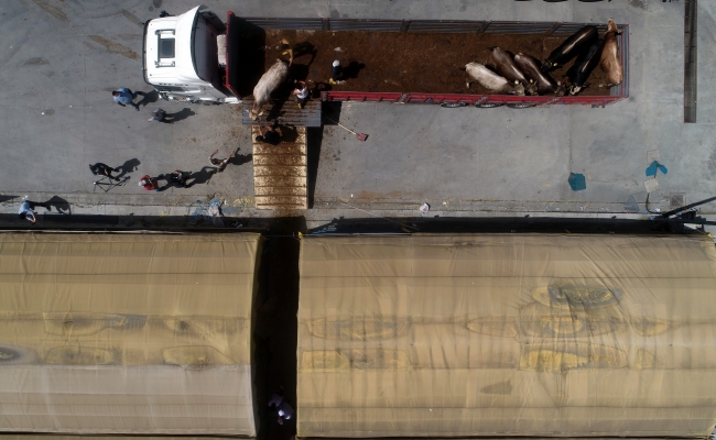 İstanbul'da kurbanlıklar pazara indi