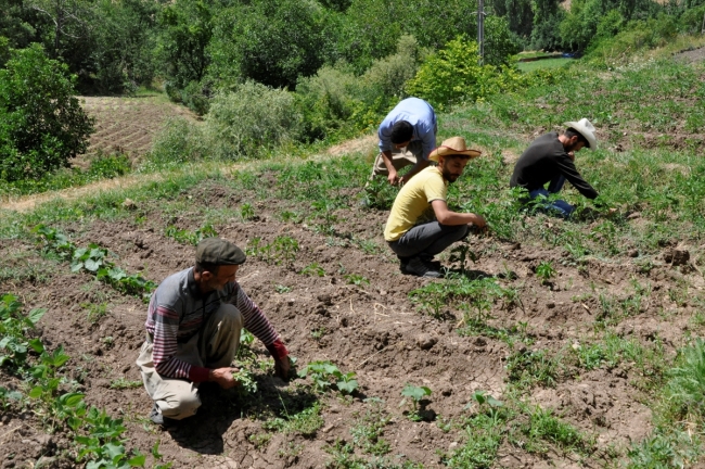 Hakkari'de terörden temizlenen topraklar 25 yıl sonra tohumla buluştu