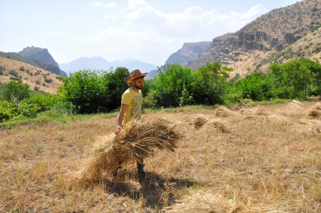 Hakkari'de terörden temizlenen topraklar 25 yıl sonra tohumla buluştu