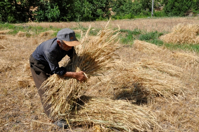Hakkari'de terörden temizlenen topraklar 25 yıl sonra tohumla buluştu