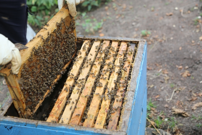 Ordulu arıcılar 20 bin tonun üzerinde rekolte bekliyor