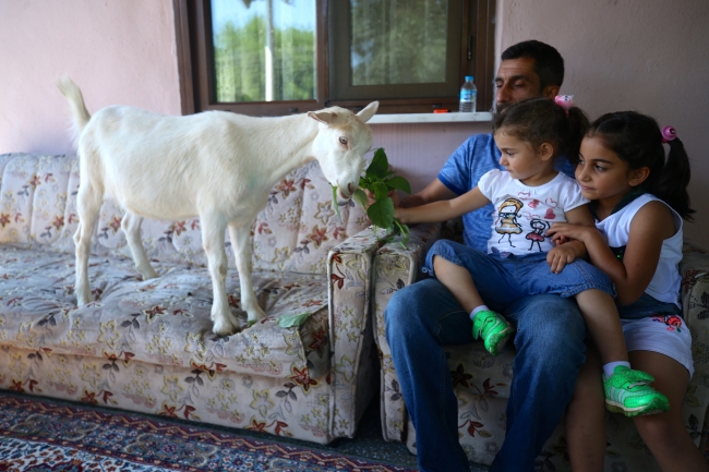 Keçi Pamuk ailenin bir üyesi oldu