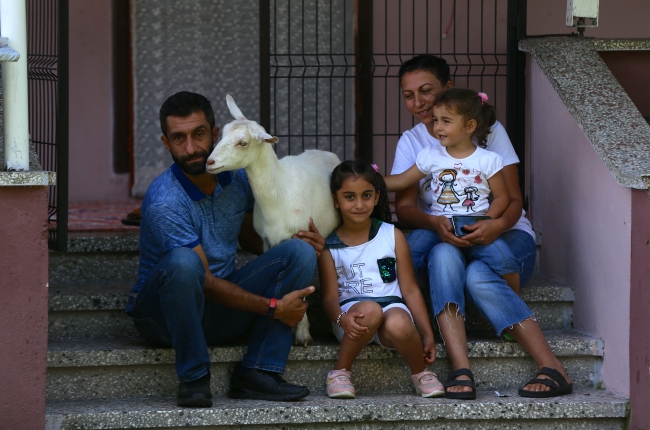 Keçi Pamuk ailenin bir üyesi oldu