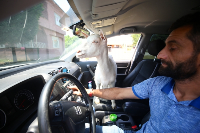 Keçi Pamuk ailenin bir üyesi oldu