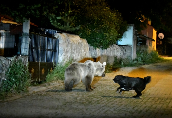 "Cesur" köpek boz ayıya geçit vermiyor