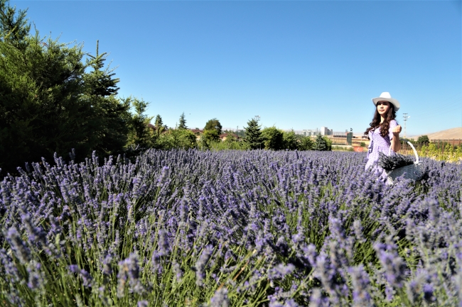 Afşin, lavanta tarlalarıyla turizme kapı aralıyor
