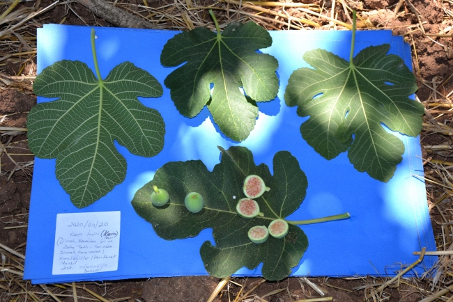 Muğla'da incir çeşitleri üzerine bilimsel araştırma