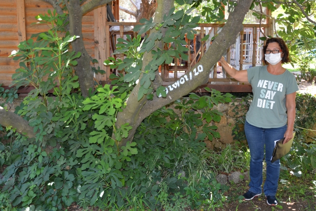 Muğla'da incir çeşitleri üzerine bilimsel araştırma