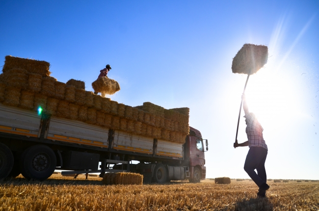 Konya Ovası'nda zorlu ekmek mücadelesi