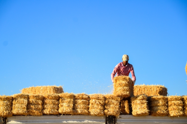 Konya Ovası'nda zorlu ekmek mücadelesi