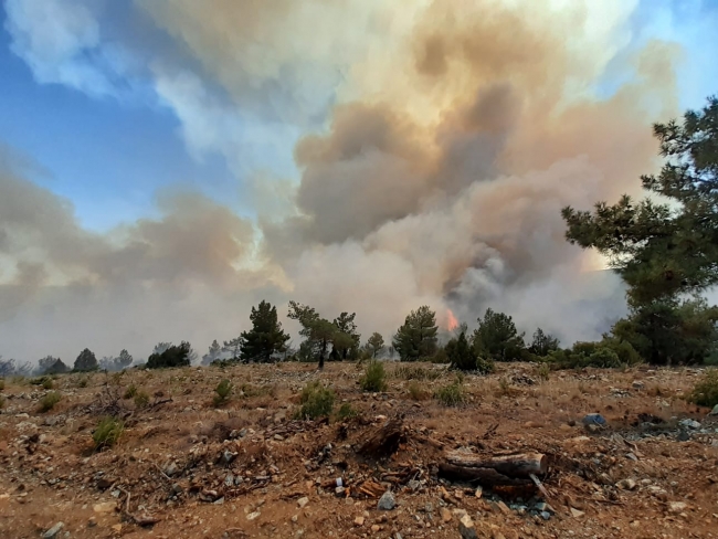 Uşak'ta orman yangını